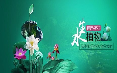 鮮花  水草 花卉