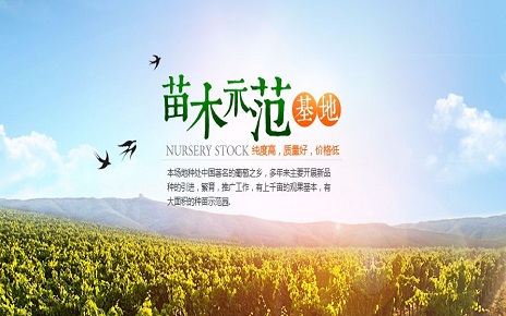 樹木 樹苗 農(nóng)林